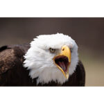 Canon EOS R5 - Imagen 10